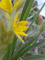 Hypoxis obtusa
