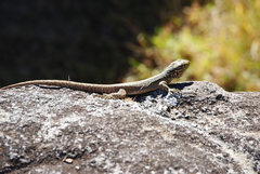 Stenocercus crassicaudatus