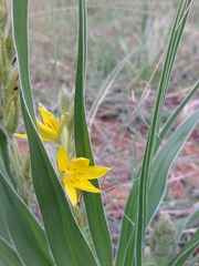 Hypoxis obtusa