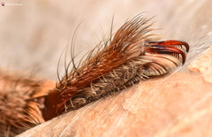 Palystes superciliosus