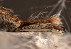 Palystes superciliosus