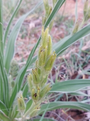 Hypoxis obtusa