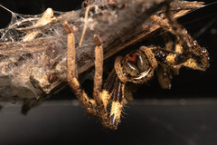 Palystes superciliosus