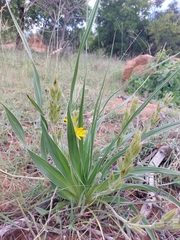 Hypoxis obtusa