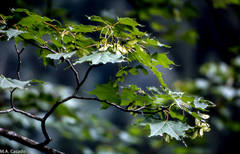 Acer cappadocicum
