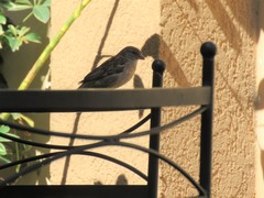 Passer domesticus