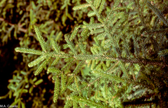 Picea orientalis