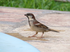 Passer domesticus
