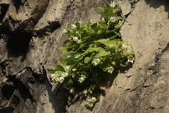 Campanula pendula