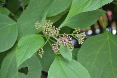 Chromolaena hookeriana