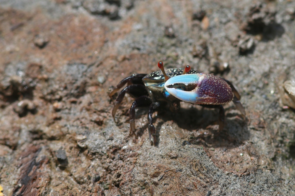 Forceps Fiddler Crab