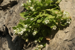 Campanula pendula
