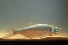Megalops cyprinoides