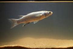 Planiliza subviridis