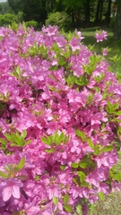 Xylocopa appendiculata