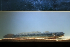 Pseudapocryptes elongatus