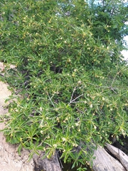 Tocoyena formosa
