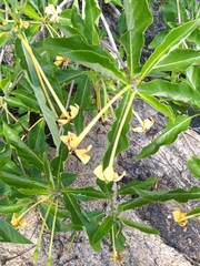 Tocoyena formosa