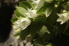 Campanula pendula
