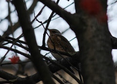 Turdus pilaris