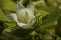 Campanula pendula