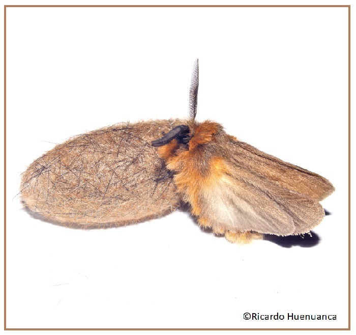 Chilesia rudis