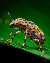 Euparius tapirus