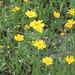 Fineleaf Fournerved Daisy - Photo (c) Goolsbygirl, some rights reserved (CC BY-NC), uploaded by Goolsbygirl