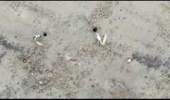 Leptuca leptodactyla