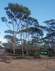 Eucalyptus salmonophloia