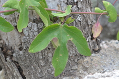 Passiflora tucumanensis