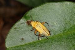 Chauliognathus plicatus