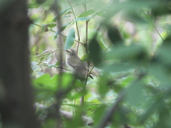 Phylloscopus schwarzi