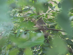 Phylloscopus schwarzi
