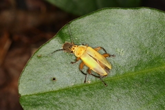 Chauliognathus plicatus