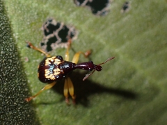 Korotyaevirhinus necopinus