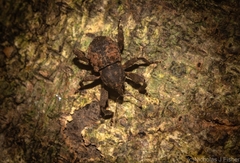 Methidrysis afflicta