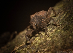 Methidrysis afflicta