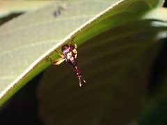 Korotyaevirhinus necopinus