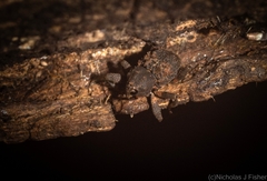 Methidrysis afflicta