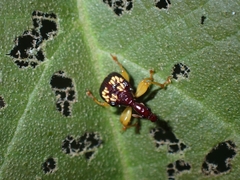 Korotyaevirhinus necopinus