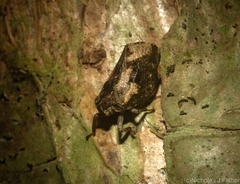 Cotylana angustifrons