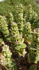 Pseudodictamnus acetabulosus