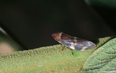 Ptyelinellus praefractus