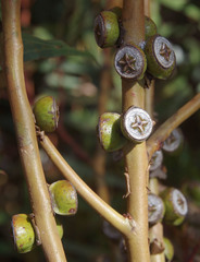 Eucalyptus diptera
