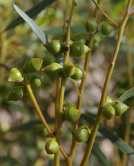 Eucalyptus diptera