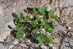 Bituminaria bituminosa