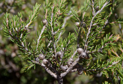 Melaleuca pauperiflora pauperiflora