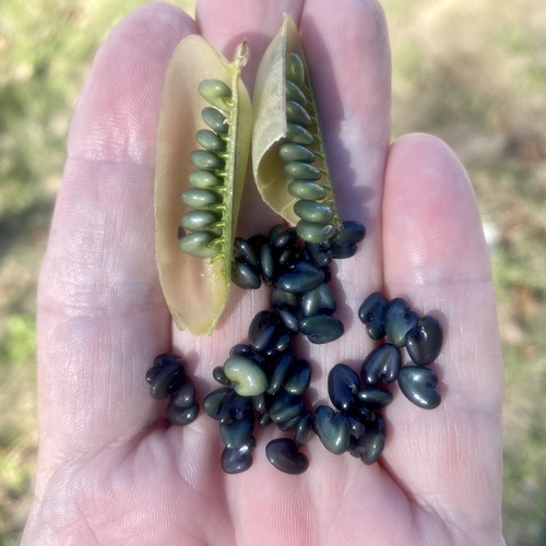 Crotalaria spectabilis