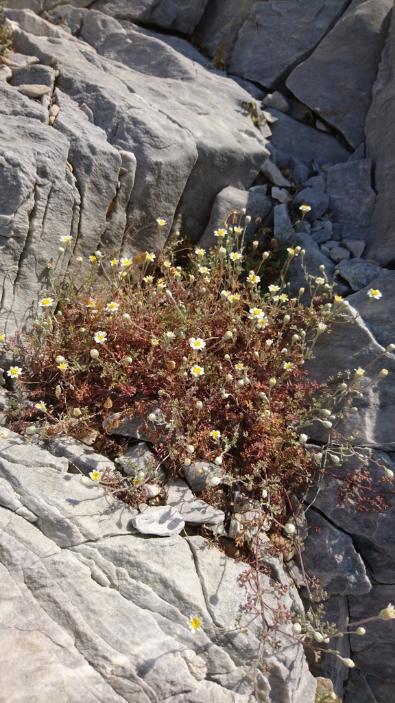 Cliff Chamomile
